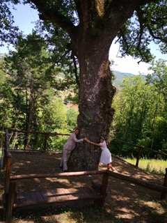 Tenuta Bocchineri-albero monumentale 2